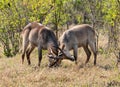 Two young Waterbucks (Kobus Ellipsiprymnus)