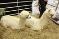 Two young white alpacas in an indoor pen