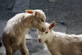 Two young white goats play with each other. close-up