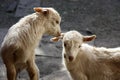 Two young white goats play with each other. close-up Royalty Free Stock Photo