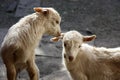 Two young white goats play with each other. close-up