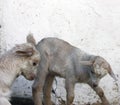 Two young white goats play with each other. close-up