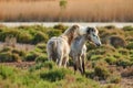 Two white horses of Camargue Royalty Free Stock Photo