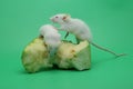 Two young white mice are eating buah.