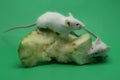 Two young white mice are eating buah. Royalty Free Stock Photo