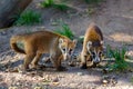 Two young white-nosed coatis, Nasua narica