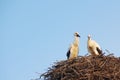 Two young white storks in the nest on blue sky background Royalty Free Stock Photo