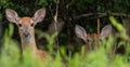 Two young white tail deer fawns in Pennsylvania, USA Royalty Free Stock Photo