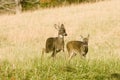 Two young whitetail bucks on the move