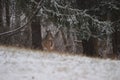 Young whitetail deer in snow Royalty Free Stock Photo