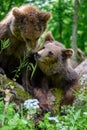Two young wild Brown Bear in the summer forest. Animal in natural habitat. Wildlife scene Royalty Free Stock Photo