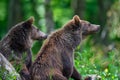 Two young wild Brown Bear in the summer forest. Animal in natural habitat. Wildlife scene Royalty Free Stock Photo