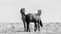 Two young wild horses grooming each other in the Pryor Mountains in Wyoming in the USA - black and white