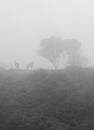 Two young wild horses at the top of a forest mountain in middle of a dense foggy day Royalty Free Stock Photo