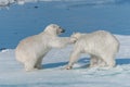 Two young wild polar bear cubs playing on pack ice in Arctic sea, north of Svalbard