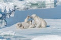 Two young wild polar bear cubs playing on pack ice in Arctic sea, north of Svalbard Royalty Free Stock Photo