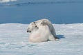 Two young wild polar bear cubs playing on pack ice in Arctic sea, north of Svalbard