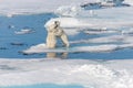 Two young wild polar bear cubs playing on pack ice in Arctic sea, north of Svalbard