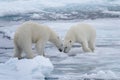 Two young wild polar bears playing on pack ice Royalty Free Stock Photo