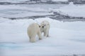 Two young wild polar bears playing on pack ice Royalty Free Stock Photo