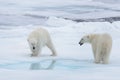 Two young wild polar bears playing on pack ice Royalty Free Stock Photo