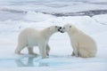 Two young wild polar bears playing on pack ice