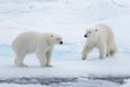 Two young wild polar bears playing on pack ice in Arctic