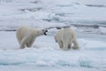 Two young wild polar bears playing on pack ice Royalty Free Stock Photo