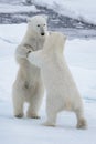 Two young wild polar bears playing on pack ice Royalty Free Stock Photo