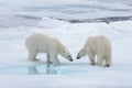 Two young wild polar bears playing on pack ice Royalty Free Stock Photo