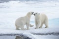 Two young wild polar bears playing on pack ice Royalty Free Stock Photo