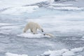 Two young wild polar bears playing on pack ice