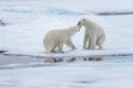 Two young wild polar bears playing on pack ice