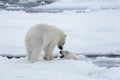 Two young wild polar bears playing on pack ice in Arctic sea Royalty Free Stock Photo