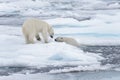 Two young wild polar bears playing on pack ice in Arctic sea