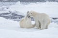 Two young wild polar bears playing on pack ice