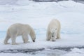 Two young wild polar bears playing on pack ice