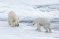 Two young wild polar bears playing on pack ice Royalty Free Stock Photo