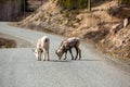 Two young wild sheep licking the road in the Yukon Territory of Canada Royalty Free Stock Photo