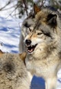 Two young wolves fighting with each other in the winter forest