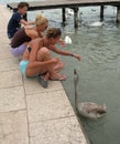 Two young women and boy feeding grey swan