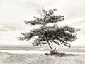 Two young women sitting under the tree in beach view in black and white. Art background of tree, people and sea. Royalty Free Stock Photo