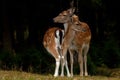 1 year fawn male, and one adult female doe of fallow deer in a forest in Sweden Royalty Free Stock Photo