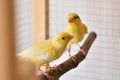 Canaries in cage standing on wooden perch Royalty Free Stock Photo