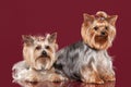 Two Young Yorkies on dark red background Royalty Free Stock Photo