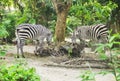 Two young zebra eating food