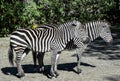 Two young zebras full length in the zoo. Safari animals. Zebras portrait close up Royalty Free Stock Photo