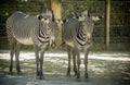 Youg two Zebras in a Zoo Royalty Free Stock Photo