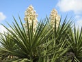 Two Yucca Plants in Bloom Royalty Free Stock Photo