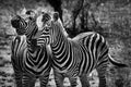 Two zebra animal in close up